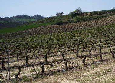 Zur Verkostung hat er 10 interessante Weine entlang des Camino mitgebracht: aus Jurancon, Navarra, Rioja, Ribero, Castililen und Galizien, sowie aktuelle Geheimtipps wie Monterrei, Bierzo und Toro.