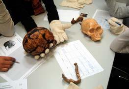 Im Anschluss untersuchen sie die Abgüsse berühmter fossiler Schädel. Aspekte, wie die Größe des Gehirn- oder Gesichtschädels, die Lage des Hinterhauptloches etc.