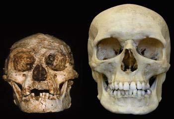Homo floresiensis (Hobbit?) H. sapiens H. habilis Homo (humans) H. ergaster H. rudolfensis H. erectus H. Floresiensis?