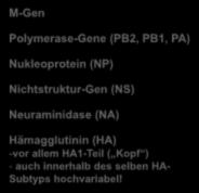 Polymerase-Gene (PB2, PB1, PA)