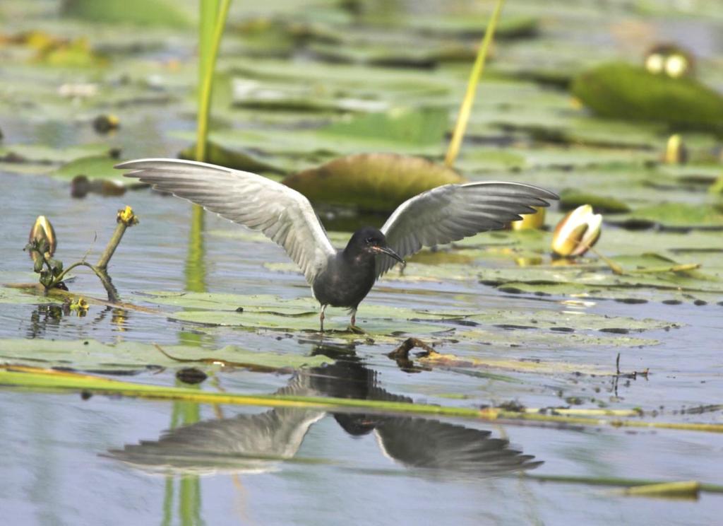 Niedersächsische Strategie zum Arten- und Biotopschutz Vollzugshinweise zum Schutz von Brutvogelarten in Niedersachsen Wertbestimmende Brutvogelarten der EU-Vogelschutzgebiete mit Priorität für