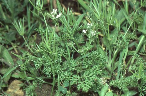 Acker-Rittersporn (Consolida regalis) mit jeweils mehr als 100 Exemplaren.