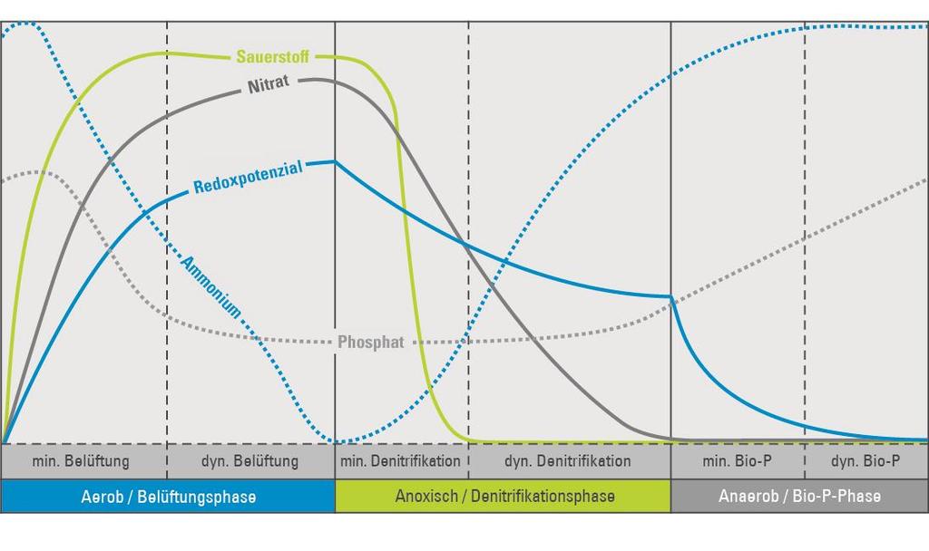 Grundlagen der biologischen Phosphorelimination