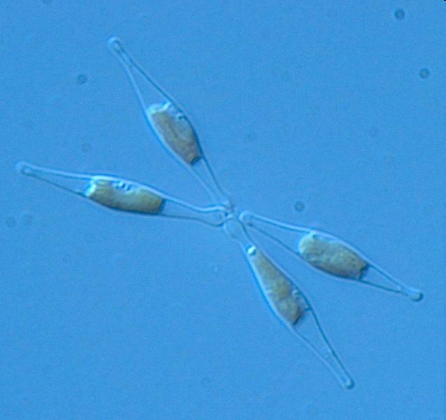 Diatomeen Phaeodactylum tricornutum für die Produktion von Eicopentaensäure