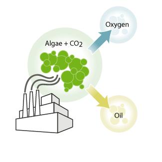Filtrieren von CO 2 aus Kohle- oder Erdgaskraftwerken Reduktion der CO 2 Emission durch Microalgen