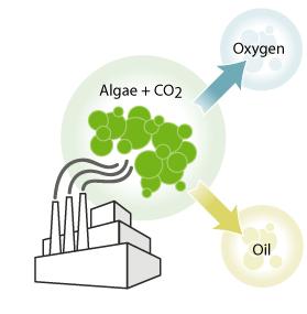 Kohlekraftwerke in der BRD Um CO2 in durch Microalgen zu fixieren: Verbrauch von 241 Mio t Kohle (2006) Annahmen: Kohle enthält 75% C, in der Alge wird daraus C(H20); 1 g Trockensubstanz Microalgen