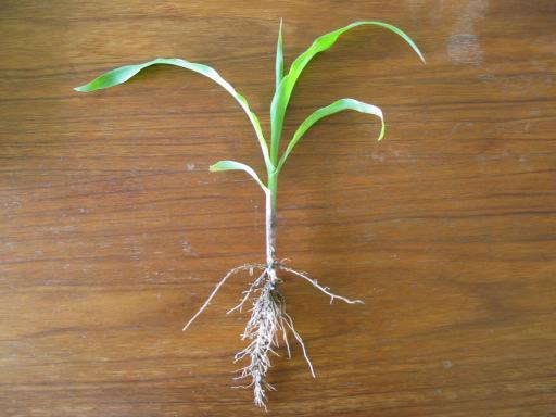 Vergleich Landpflanze / Microalge Landpflanzen: Blätter sind photosynthetisch aktiv, andere Organe (Wurzel, Blüte,