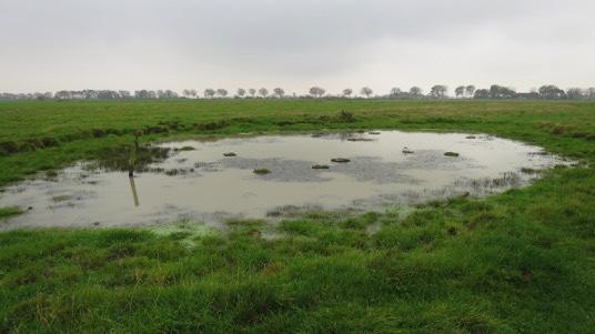 Gesetzlicher Biotopschutz BNatSchG und Besonderheiten in Schleswig-Holstein Binnendünen Staudenfluren stehender Binnengewässer und Waldränder