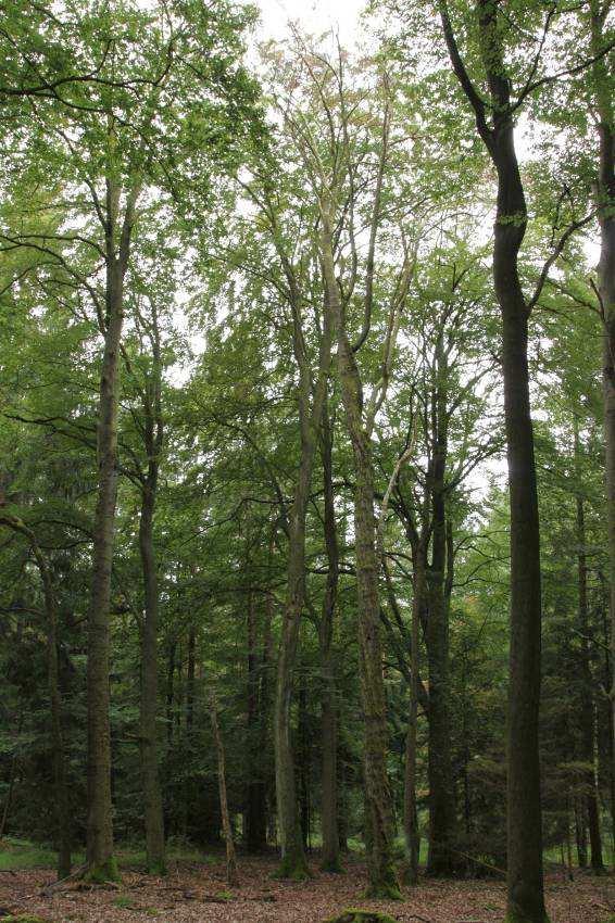 Habitatbäume und Arbeitsschutz Rückegasse Überschirmungsfläche einer