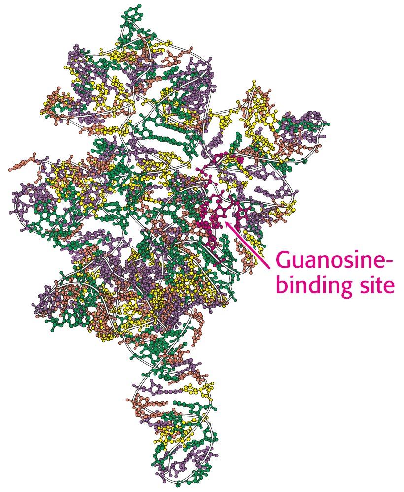 RNA Moleküle zeigen eine