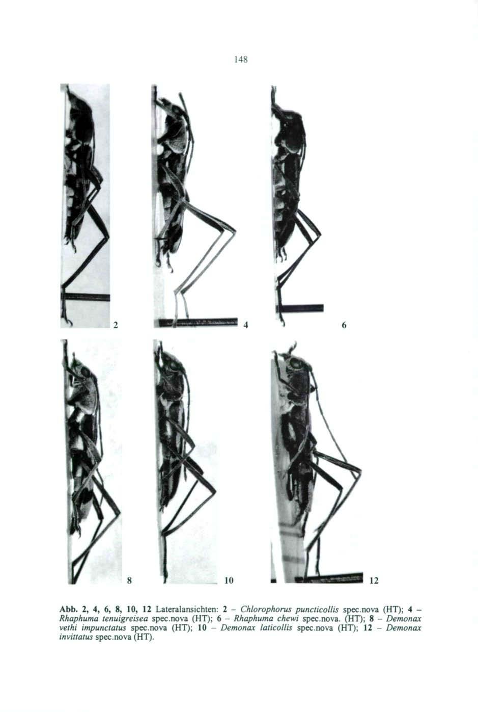 148-10 12 Abb. 2, 4, 6, 8, 10, 12 Lateralansichten: 2 - Chlorophorus puncticollis spec.nova (HT); 4 - Rhaphuma tenuigreisea spec.