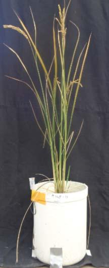 KUBOTA Oberflächenschmelzsystem Pflanzenversuche mit Reispflanzen in Japan (52 Messungen/Töpfe)