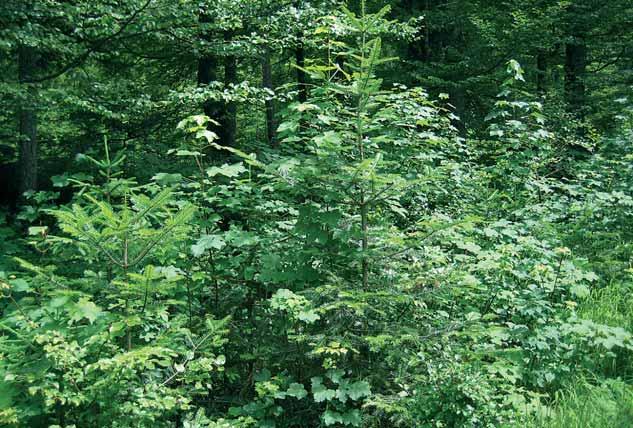 Abbildung 5: Waldkörperschaft Buching-Trauchgau, Keine Zukunft ohne Pflege, Thema des 2. Ostallgäuer Waldpreises (Foto: A.