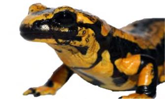 Der salamanderfressende Chytridpilz, benannt nach seinem Wirtstier, dem Feuersalamander, verursachte bisher Massensterben bei Feuersalamandern in Belgien, den Niederlanden und kürzlich auch in