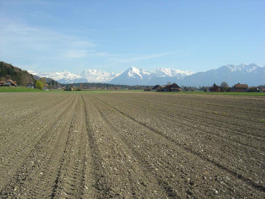 Zuckerrübenanbau in der Schweiz: - 900-1100 mm Jahresniederschläge - 400 800 mm in der