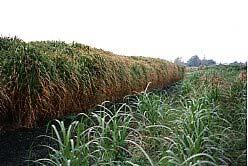 Miscanthus dort angebaut werden, wo auch (noch) Mais wächst, also in den Maisanbauzonen 1 bis 3; bis max. 700 m ü.nn.