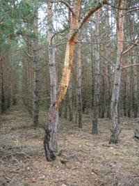 Neben dem finanziellen Aspekt besteht außerdem Gefahr für den Schutzwald (Lawinenschutz). Abbildung 2: Schälschaden durch Rotwild 3.