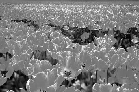 Schwenkfunktion Fotografieren einer Blumenwiese Beispiel 1 Beispiel 2 Durch das Schwenken