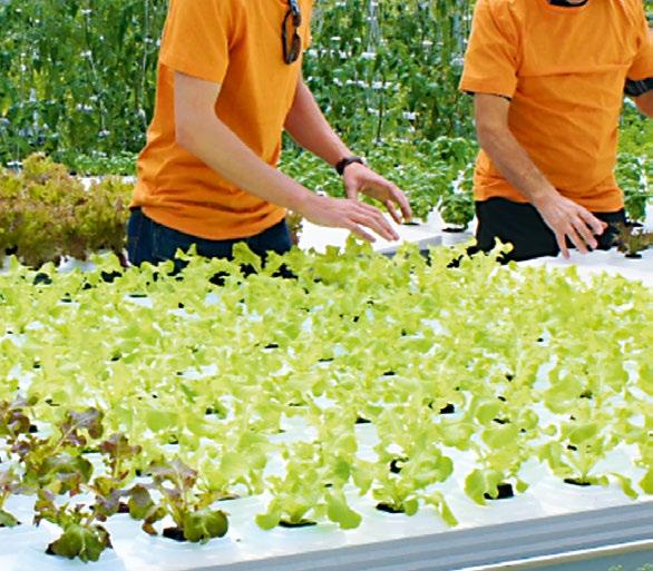 Dachfarm knackige Salate und