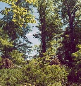 Bäumen, für einige Arten auch warme Sonnplätze. Wertvolle Nektarpflanzen für Falter sind im Sommer die Hochstauden u.a. der Zwerg- Holunder.