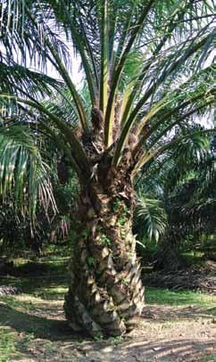 Biesterfeld NEWS RSPO Biesterfeld ist jetzt Vollmitglied Palm(kern)öl und deren Derivate sind wichtige natürliche Rohstoffe, die weltweit auf 17 Mio. ha angebaut werden.