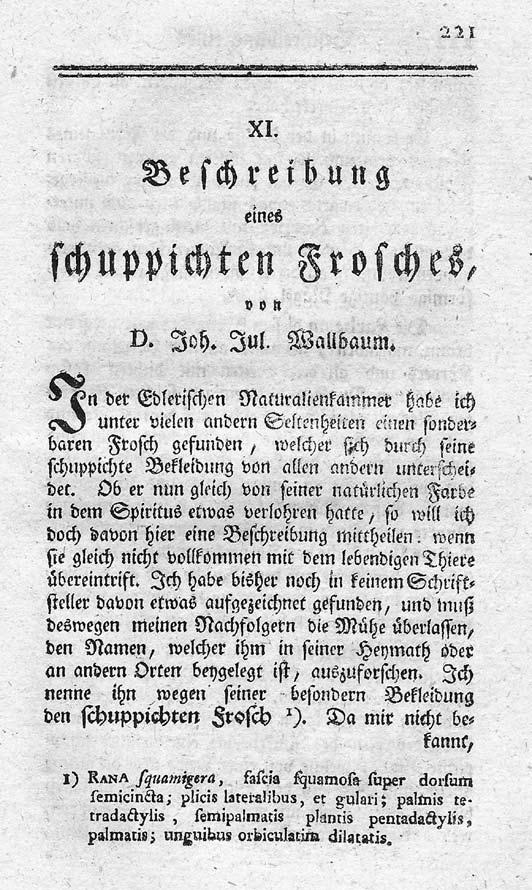 Johann Julius Wallbaums Schuppichter Frosch, Rana squamigera von 1784 ein Kuriosum aus dem Zeitalter der großen Entdeckungen, das aber auch ein Zeitalter der Fabeltiere, Irrtümer und Artefakte war