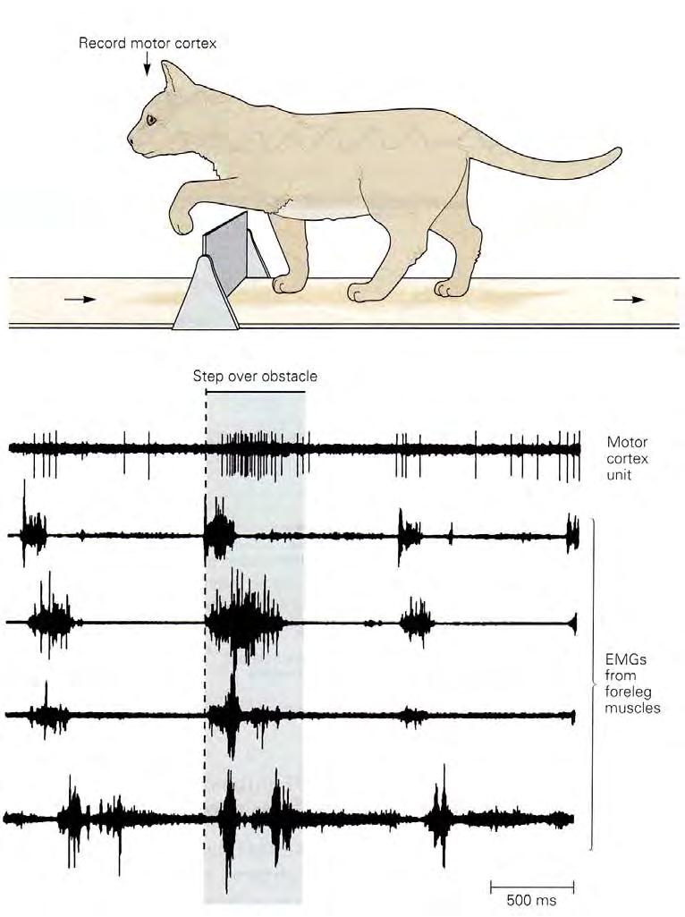 Sensorik vs.