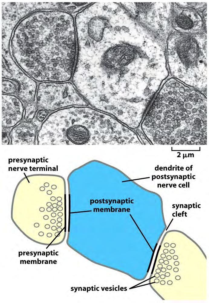 Molecular Biology of