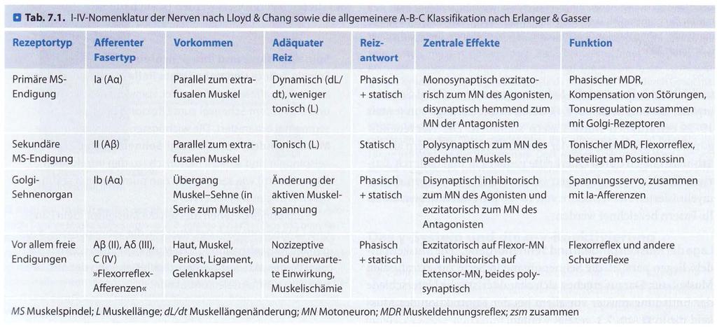 Zur Errinerung: Nervenfasern Schmidt pg 12