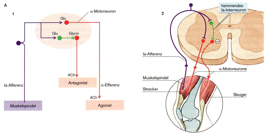 Reziproke antagonistische Hemmung Klinke pg 768. abb 23.