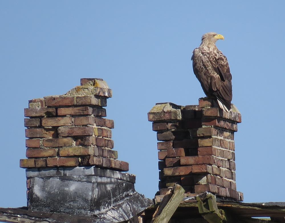 Seeadler Das Gebäude auf dem Riether Werder wird von dem Revierpaar außerhalb der Brutzeit täglich als Sitzwarte genutzt.