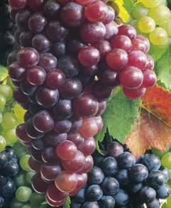 Ro Stammcharakteristik Rotweinhefen Bio NEU Structure Rouge Color Aroma Betonung der typischen Merkmale der Traubensorte, Weinbergslage und der Bodenbeschaffenheit Kirsch-/Beeren- und Nussaromen