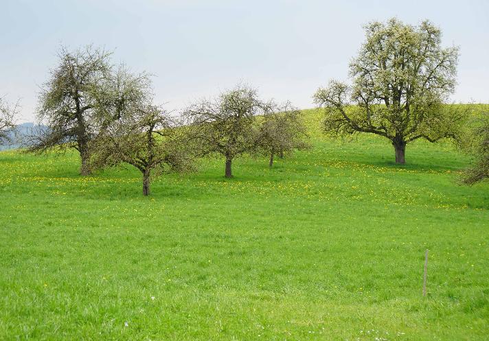 V 2018-2025 Seit 2014 beteiligen sich die Landwirte von Niederbüren Süd an einem erfolgreichen Vernetzungsprojekt (VP).