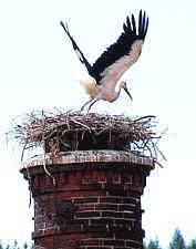 Dienstagfrüh (31. Mai 2011) war es endlich soweit - das Warten hatte ein Ende - der Nachwuchs im Storchennest zeigte sich und der erste kleine Storch Miriam schlüpfte.