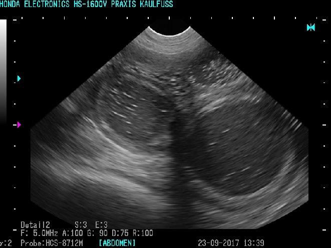 Oft sind Aborte Nebenbefunde der ultrasonographischen Trächtigkeitsdiagnostik 1.