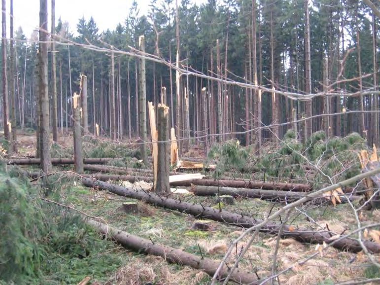 Prädisposition für Borkenkäferkalamitäten mehr Käferholz Holzpreis Technische Entwertung Holzqualität Höhere Aufarbeitungs- und Bringungskosten Altbekannte Schädlinge bessere klimatische