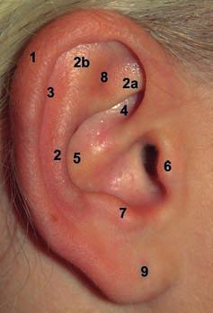 1Ohr Grundlagen 3 1Ohr 1.1 Grundlagen Key Point Das Ohr vereinigt die anatomischen Strukturen des Hör- und Gleichgewichtssinnes.