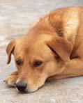 at SACHKUNDENACHWEIS Für den, nach dem Oö. Hundehaltegesetz 2002, geforderten Hundekunde-Kurs wird folgender Termin angeboten: 22.