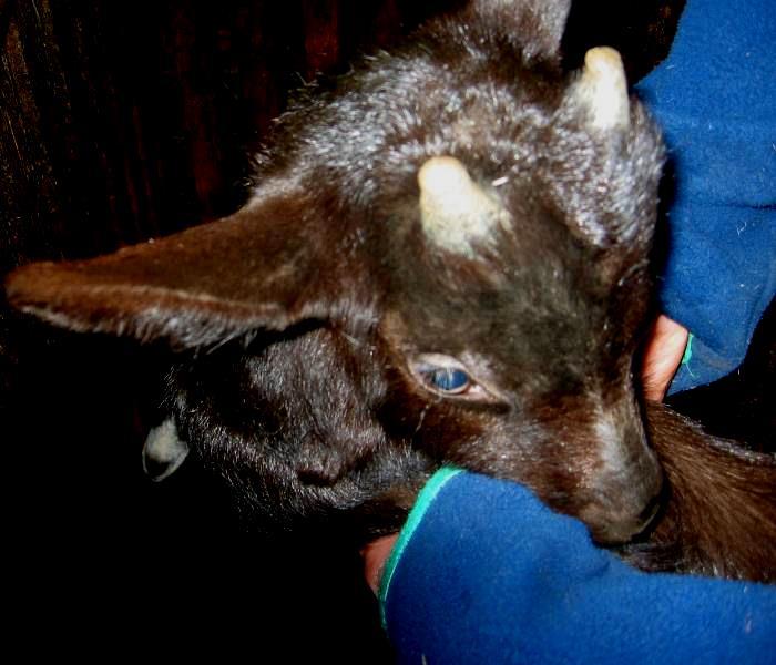3 Besonderheiten der Anatomie im Bereich der Hornanlage beim Zicklein Ziegen sind nicht einfach redimensionierte Kühe.