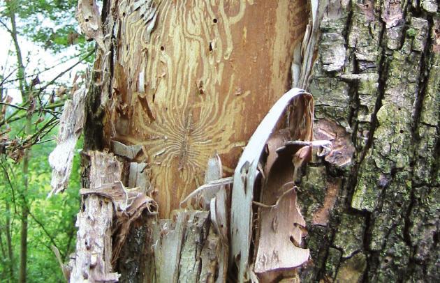 56 Foto: Niesar Waldschutzsituation 211 von Eichenschäden dominiert Eichen haben in 21 die stärksten Schäden seit Beginn der Waldzustanderhebung erfahren.