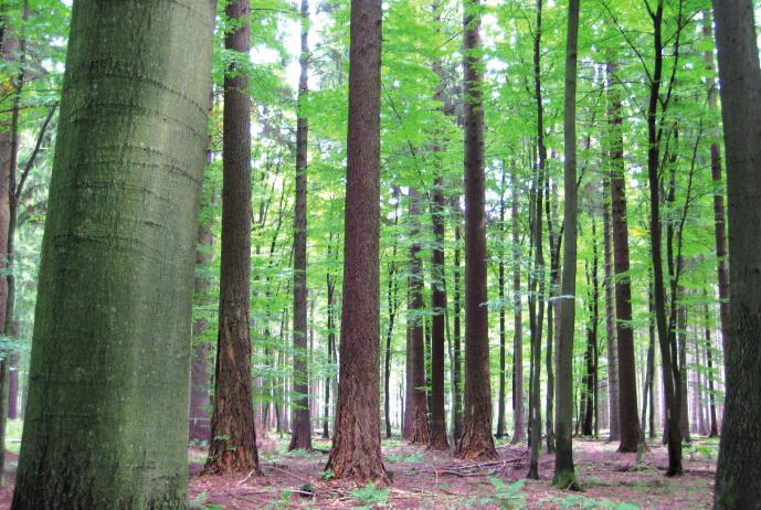 64 Naturnaher Waldbau im Klimawandel ein Modell mit Zukunft Foto: Leder Bild 1: Buchen (112-jährig) und Douglasien (18-jährig) im Mischbestand sich eine Expertengruppe, in der Vertreter von