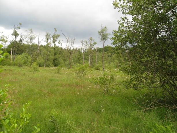 4 NSG-Album Das Oberluderbruch ist eines der Hangmoore, die im Naturschutzgebiet Hangbrücher bei Morbach geschützt sind.