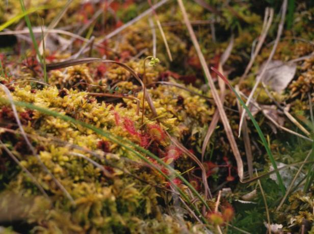 Der Nährstoffaustausch zwischen Pilzen und Moosbeere ermöglicht es der Pflanze, unter den nährstoffarmen Bedingungen der Moore zu überleben.