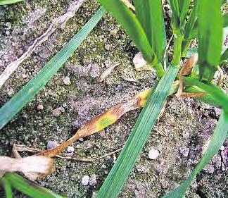 30 Pflanze BAUERNBLATT l 23. April 11 Pilzkrankheiten im Wintergetreide Neue Carboamide bieten breites Potenzial Die Getreidebestände sind unterdurchschnittlich entwickelt in den April gegangen.