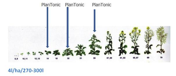 Die herbstliche Pflanzenkonditionierung wird heutzutage für Intensivanbau nicht mehr in Frage gestellt, das kann ohne zusätzliche Ausbringungskosten in einem Schritt mit der Regulation oder mit den