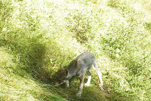 - 4 - Ein Jungwolf am Calanda. Bild: Orlando Galliard Chur. Beim Amt für Jagd und Fischerei Graubünden sind in den letzten Tagen zwei Beobachtungen von Wolfswelpen eingegangen («suedostschweiz.