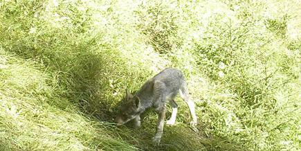 - 6 - Jungwolf am Calanda, Bild: Orlando Galliard Die Spekulationen um eine Wolfsfamilie mit Jungen am Calanda haben ein Ende.