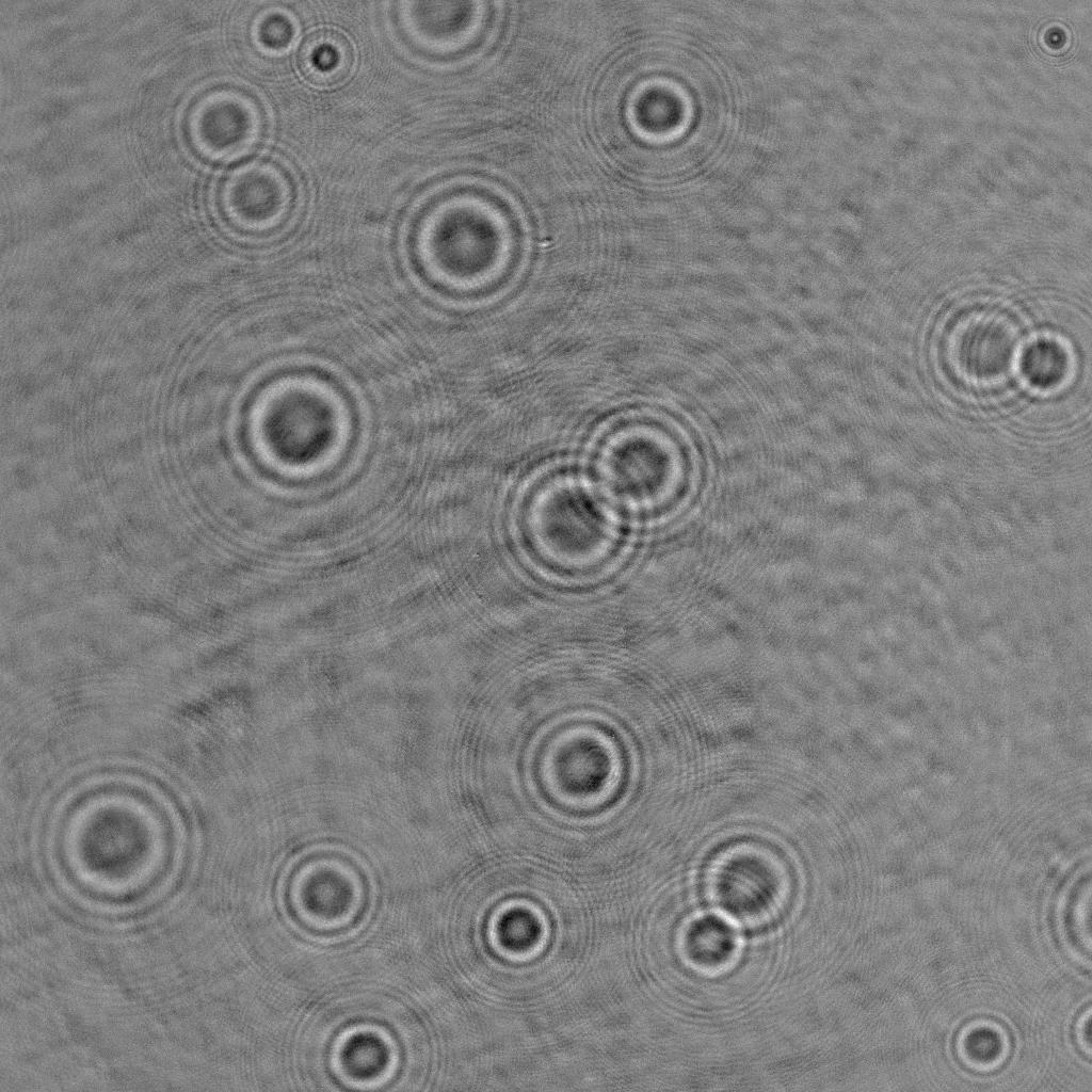 Mikroskopie-Bild von Zellen.