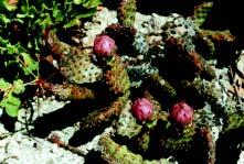 Unkraut, Gras und aus den kleinen abfallenden Blättern entstandener Humus haben in den Kästen keine große Chance, in Stein- Abb. 1 Opuntia x columbiana (= Naturhybride O. fragilis x O.