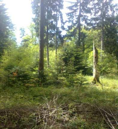 Abb. 12: Waldbestand und markante Altbuche am Standort WEA3.